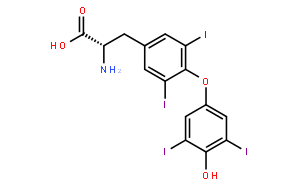 L-甲狀腺素/左旋甲狀腺素