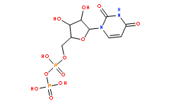 5-尿苷二磷酸