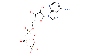 Adenosine triphosphate-ATP 腺苷-5'-三磷酸