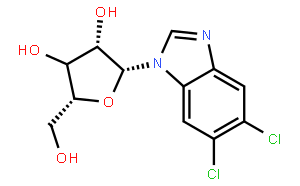 5,6-Dichloropurine-1-β-D-ribofuanosyl-H-benzimidazole
