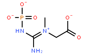 Creatine phosphate disodium salt