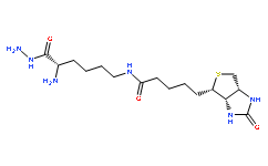 N-生物素酰基-L-赖氨酸酰肼