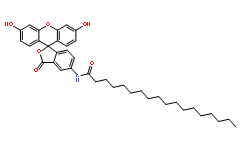 5-(十八酰氨基)荧光素