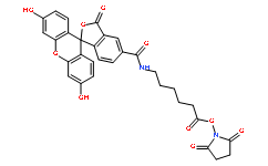 6-(荧光素-5-甲酰氨基)己酸琥珀酰亚胺基酯, 单一的异构体