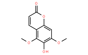 白蜡树精