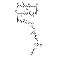 β-Endorphin (bovine, camel, mouse)