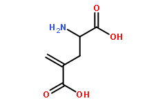 γ-Methylene-DL-glutamic Acid