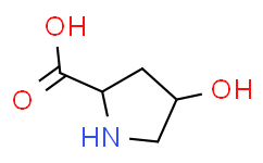 L-羟基脯氨酸