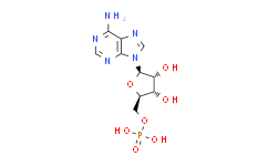5'-腺苷酸