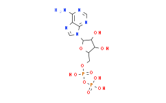 二磷酸腺苷