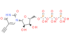 5-乙炔基-dUTP（5-EdUTP）（水溶液）