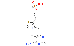 thiamine monophosphate