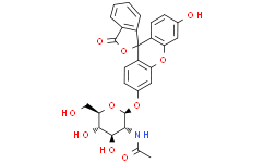 荧光素单β-DN-乙酰氨基葡萄糖