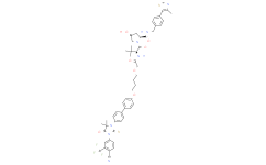 ARCC 4 阴性对照