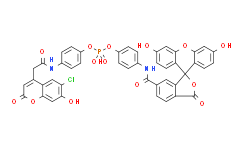 CPF4, PDE-FRET-Sensor