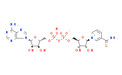 硫代氧化型辅酶I/硫代辅酶/还原烟酰胺次黄嘌呤二核苷酸/硫代-NAD/Thio-NAD