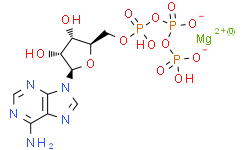 腺苷 5'-三磷酸镁盐