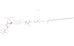 myristoyl Coenzyme A (ammonium salt)