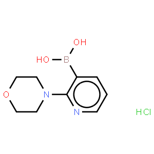 2-Morpholinopyridine-3-boronic acid, HCl