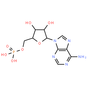 5'-腺苷酸
