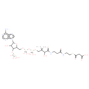 S-(hydrogen malonyl)coenzyme A