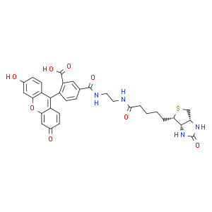 生物素(5-荧光素)缀合物染色剂