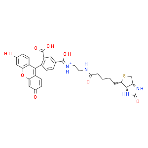 生物素-4-荧光素