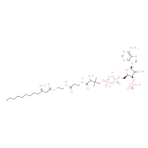 3-羟基肉桂酰辅酶A