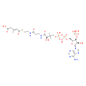 3-Methylglutaconyl-CoA