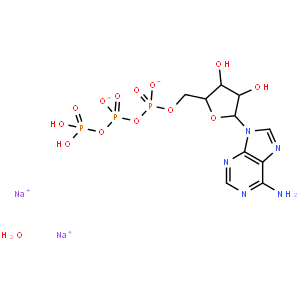 5′-三磷酸腺苷二钠盐水合物