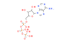 三磷酸腺苷酸