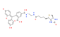 生物素-4-荧光素