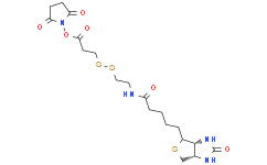 生物素-二硫-活性酯