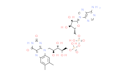 Flavin adenine dinucleotide