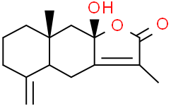 白术内酯 III